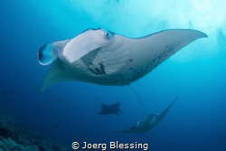 Manta female leads a mating train by Joerg Blessing 